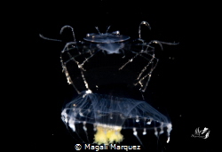 Larva spiny lobster riding a jellyfish 
Bonfire diving ... by Magali Marquez 